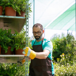 Focused male florist moving rack with plants in pots, holding shelf with houseplants. Medium shot, copy space. Gardening job concept