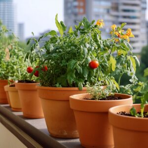 A balcony garden with various potted plants and vegetables.